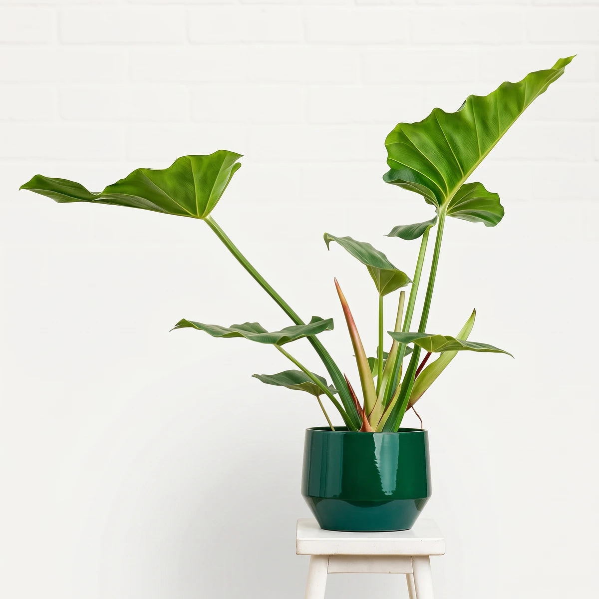 A Philodendron Giganteum Jungle Fever houseplant with large green leaves in a dark green pot, displayed on a white stool.