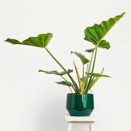 A Philodendron Giganteum Jungle Fever houseplant with large green leaves in a dark green pot, displayed on a white stool.