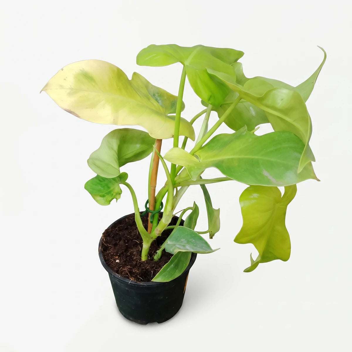 Potted Philodendron Golden Violin plant with bright variegated green and yellow leaves in a black pot, viewed from above.