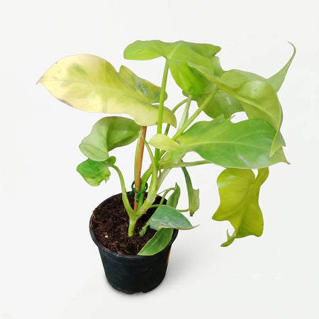 Potted Philodendron Golden Violin plant with bright variegated green and yellow leaves in a black pot, viewed from above.