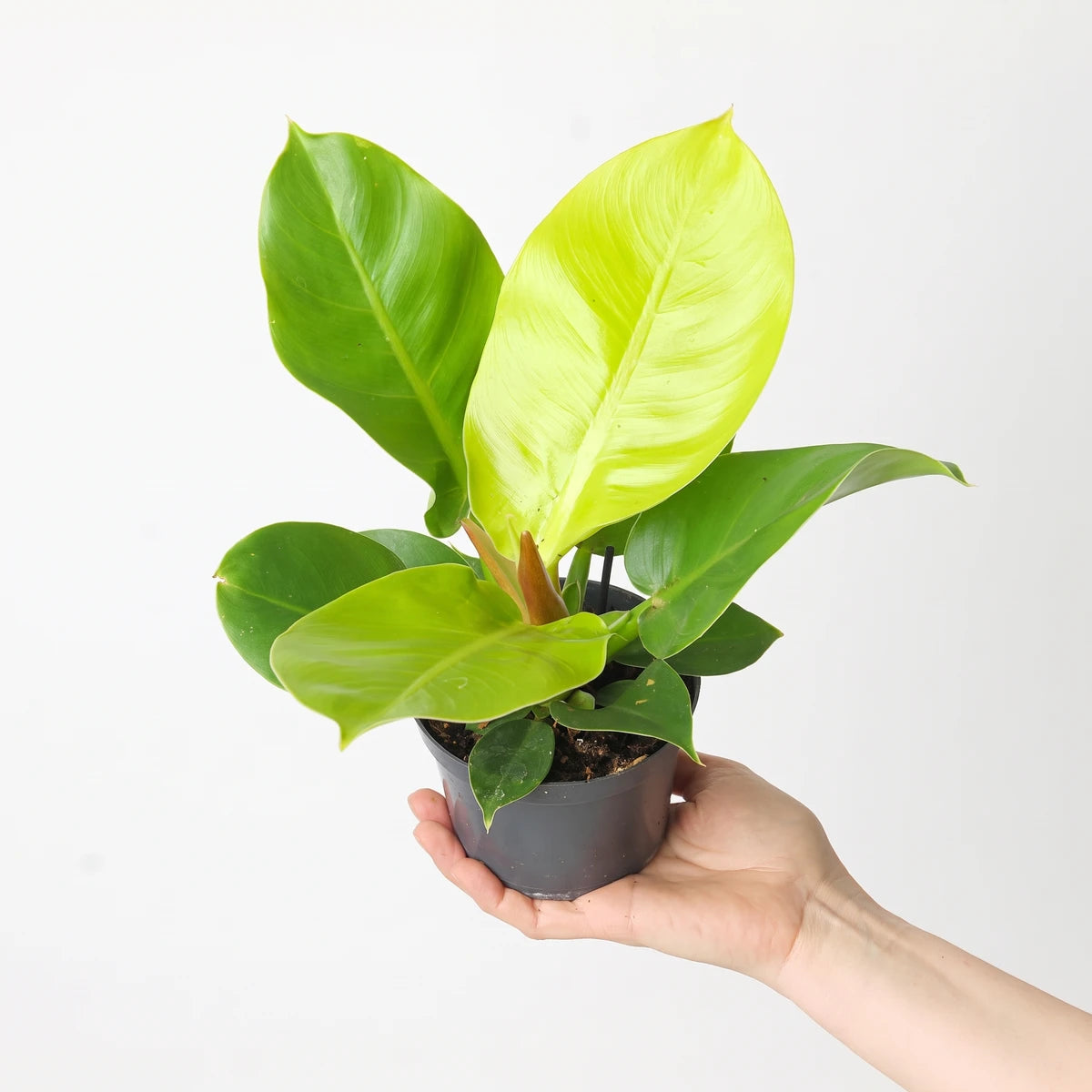 Philodendron Moonlight plant with vibrant green and yellow leaves, held in a dark grey pot by a hand.