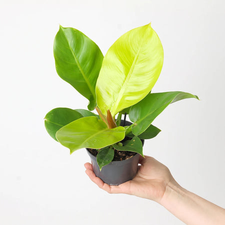 Philodendron Moonlight plant with vibrant green and yellow leaves, held in a dark grey pot by a hand.