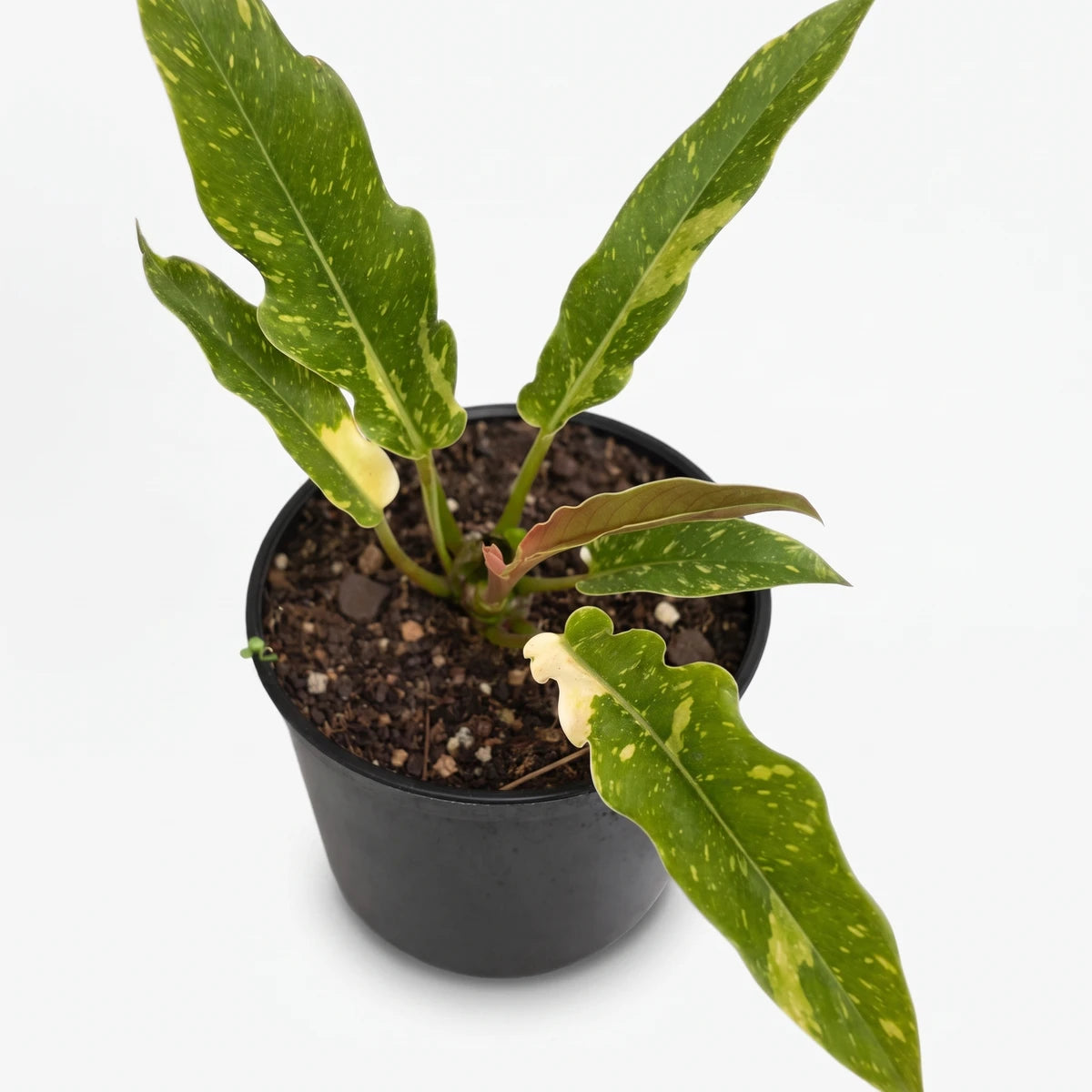 Philodendron Narrow Golden Ring of Fire plant with variegated green and yellow leaves in a black pot, viewed from above.