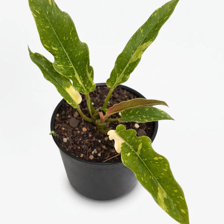 Philodendron Narrow Golden Ring of Fire plant with variegated green and yellow leaves in a black pot, viewed from above.