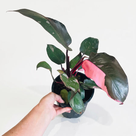 Philodendron Pink Princess plant with variegated pink and dark green leaves in a black pot, held by a person's hand.