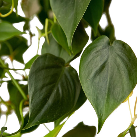 Close-up of heart-shaped green Philodendron Scandens leaves and vines from a plant on a moss pole.