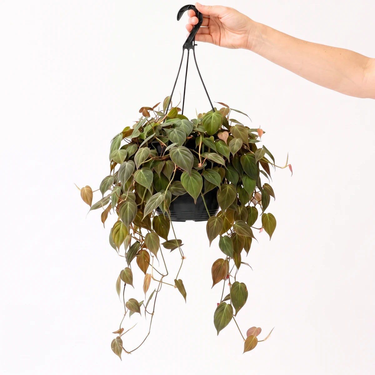 A hand holding a Philodendron Scandens Mica plant in a black hanging basket, showcasing its heart-shaped green leaves.