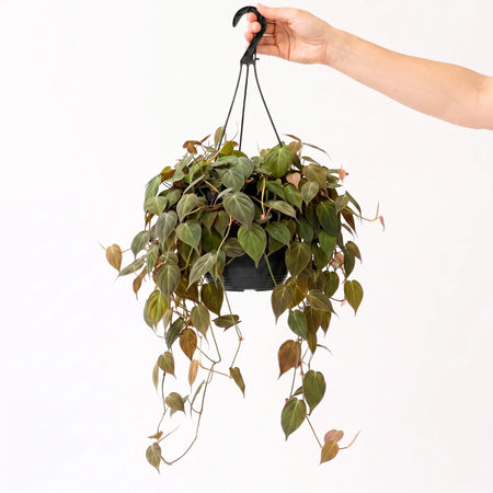 A hand holding a Philodendron Scandens Mica plant in a black hanging basket, showcasing its heart-shaped green leaves.