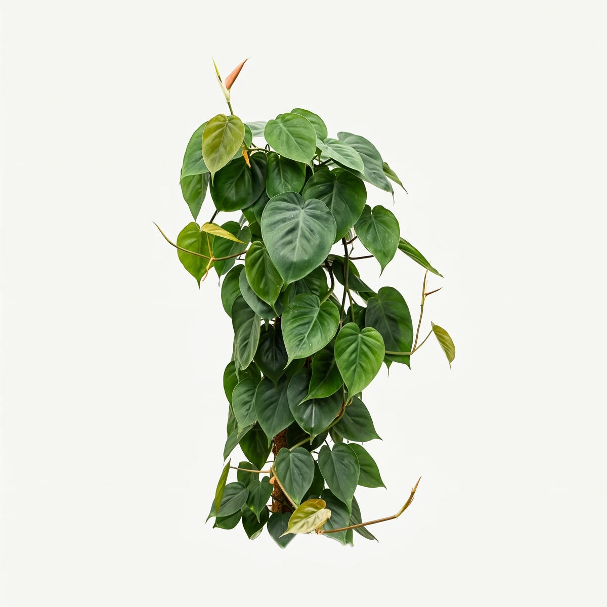 Philodendron Scandens plant on a moss pole, featuring lush green heart-shaped leaves, viewed against a white background.