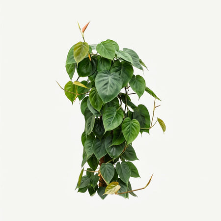 Philodendron Scandens plant on a moss pole, featuring lush green heart-shaped leaves, viewed against a white background.