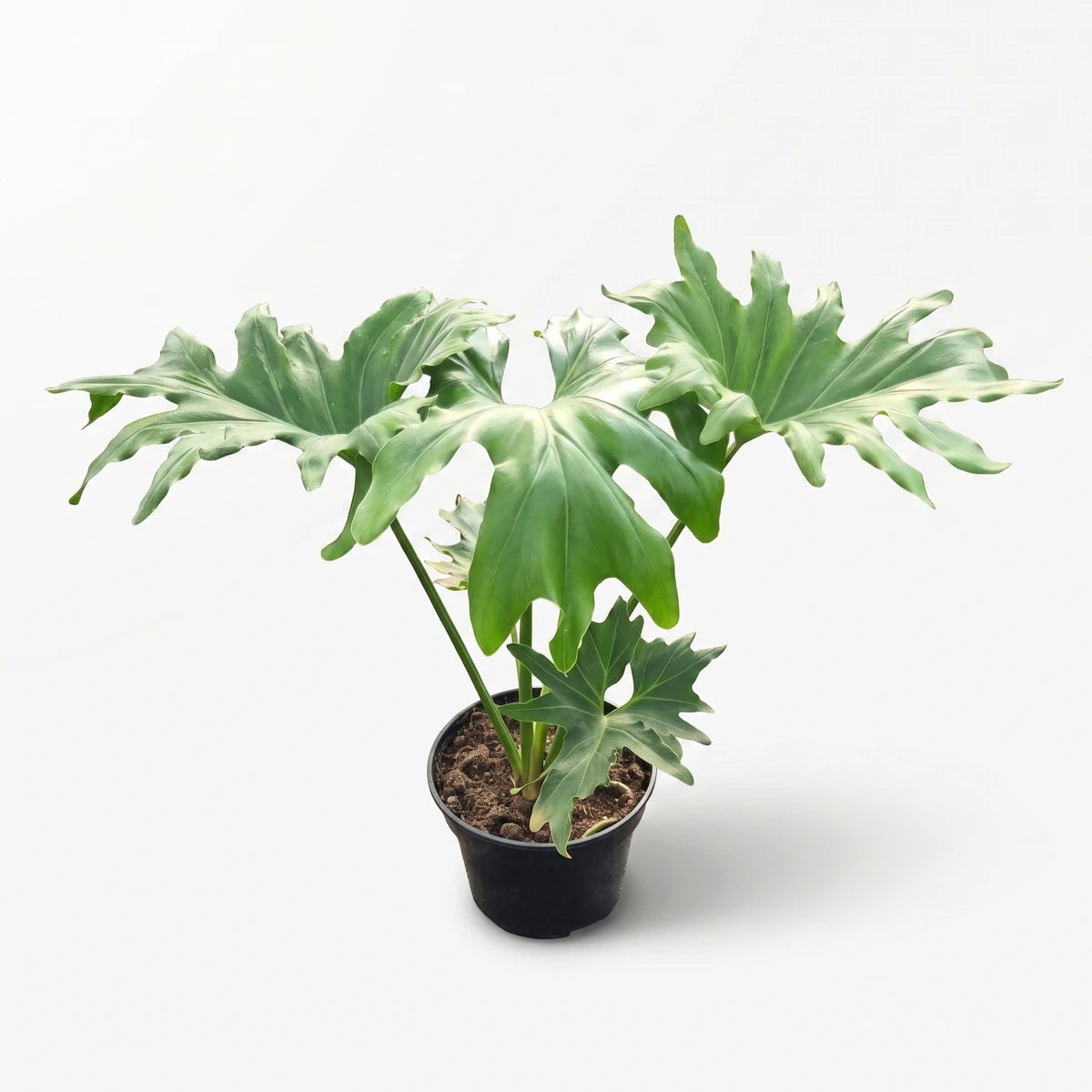 Philodendron Selloum plant in a black pot, featuring large, glossy green, deeply lobed leaves. Photographed from a slightly