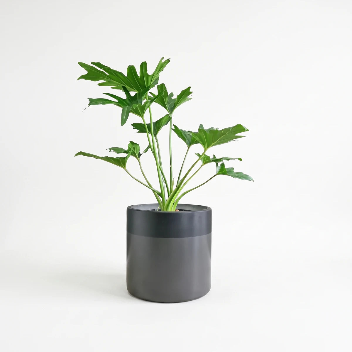 A 23cm Philodendron Selloum plant with lush green lobed leaves in a modern two-tone grey cylindrical pot.