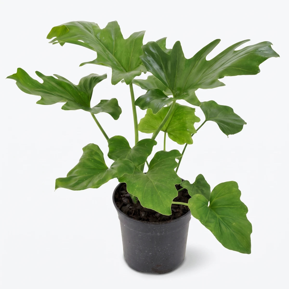 A lush Philodendron Selloum plant with large, deeply lobed green leaves, potted in a simple black container, perfect for
