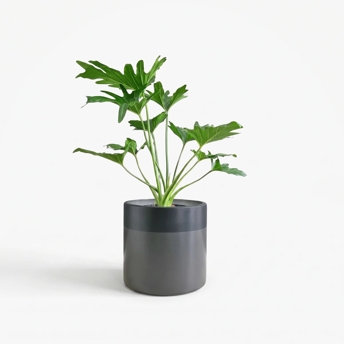 Vibrant green Philodendron Selloum houseplant in a stylish two-tone gray cylindrical pot, displayed on a clean white