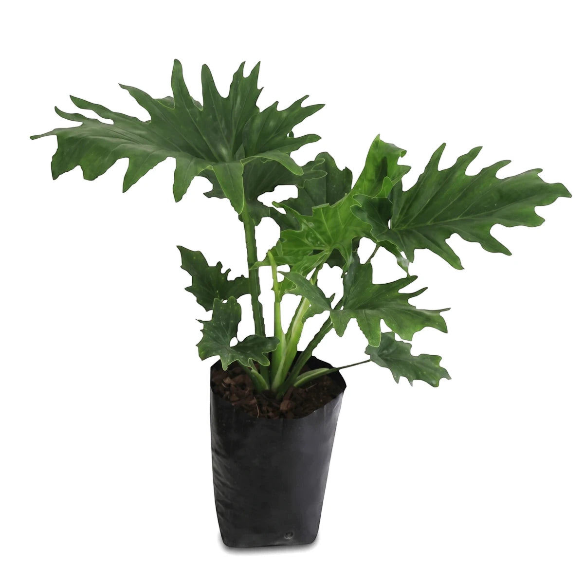 Green Philodendron Selloum plant in a black nursery bag, shown upright with its characteristic large, deeply lobed leaves.