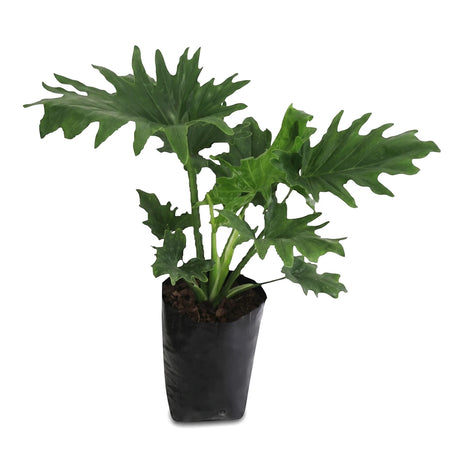 Green Philodendron Selloum plant in a black nursery bag, shown upright with its characteristic large, deeply lobed leaves.