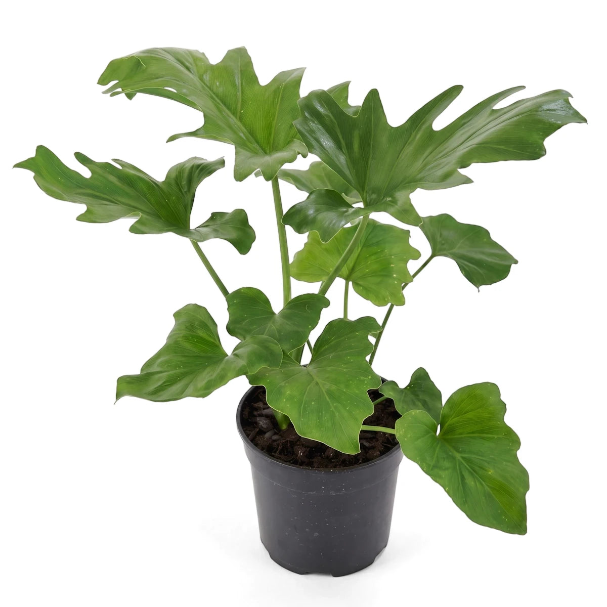 Philodendron Selloum plant in a black pot with large, vibrant green lobed leaves, photographed on a white background.