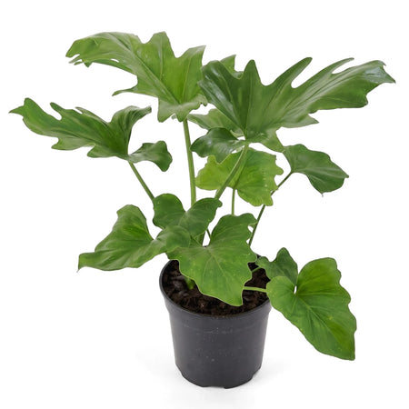 Philodendron Selloum plant in a black pot with large, vibrant green lobed leaves, photographed on a white background.
