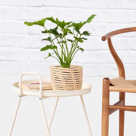 A vibrant green Philodendron Selloum plant housed in a light beige woven basket, resting on a contemporary cream-colored