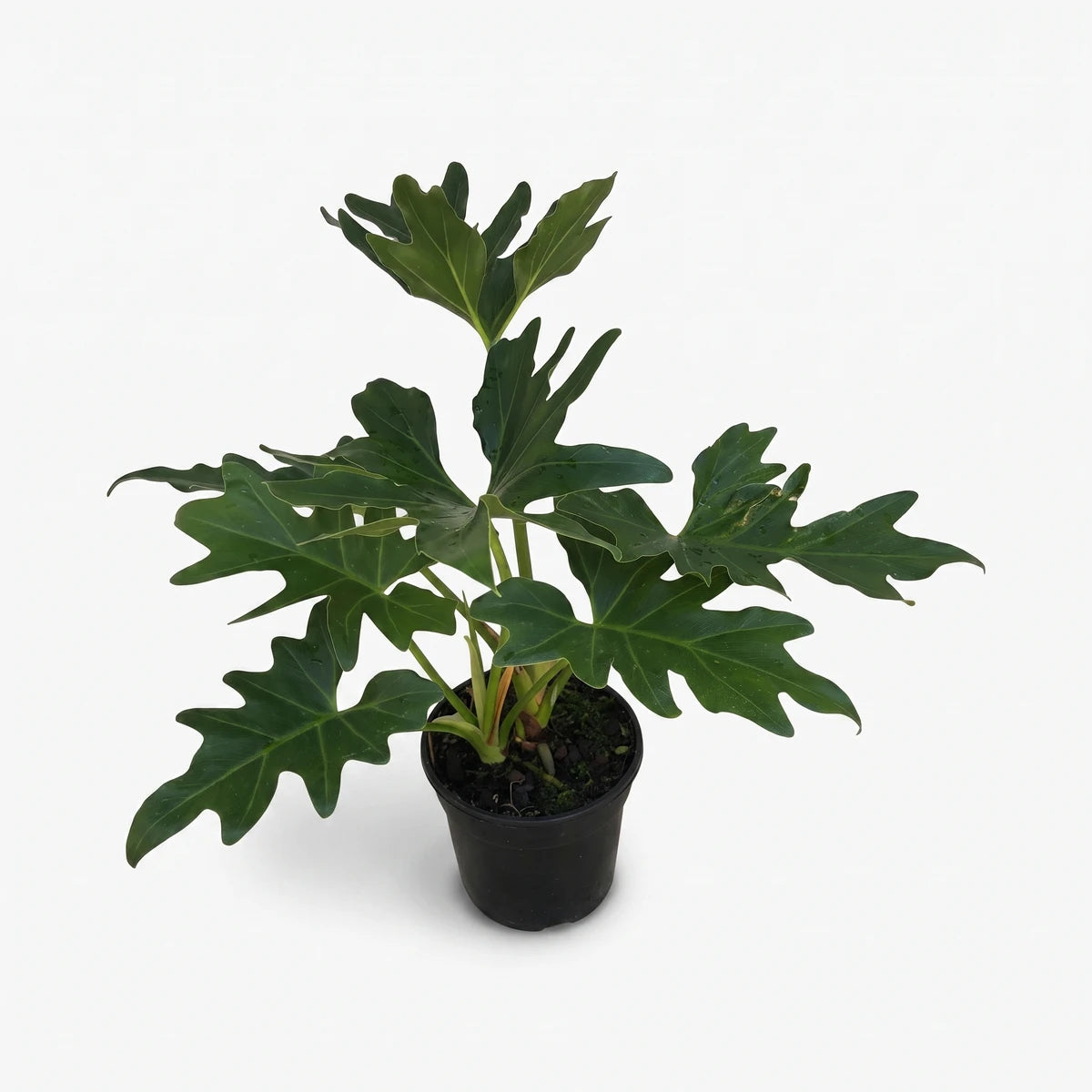 Potted Philodendron Selloum plant with large, deeply lobed dark green leaves in a black pot, viewed from above.