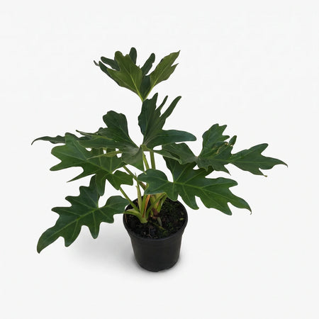 Potted Philodendron Selloum plant with large, deeply lobed dark green leaves in a black pot, viewed from above.