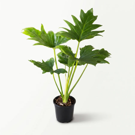 A vibrant Philodendron Selloum houseplant with large, deeply lobed green leaves, presented in a black pot.
