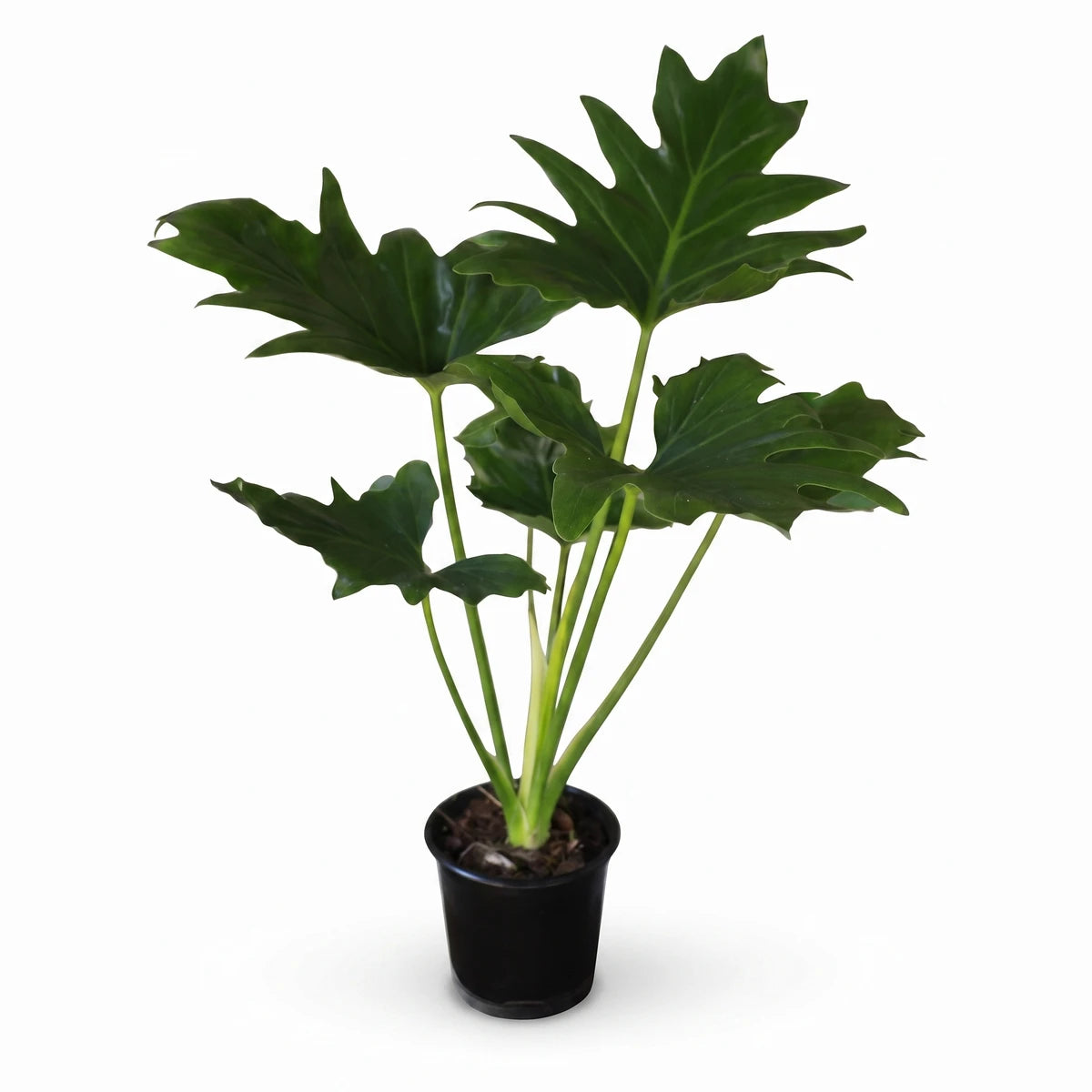 Philodendron Selloum plant in a black pot, featuring large green lobed leaves. Photographed from a slightly elevated angle.