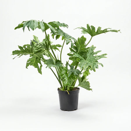 Vibrant green Philodendron Selloum plant in a black pot, showcasing its large, deeply lobed tropical leaves.
