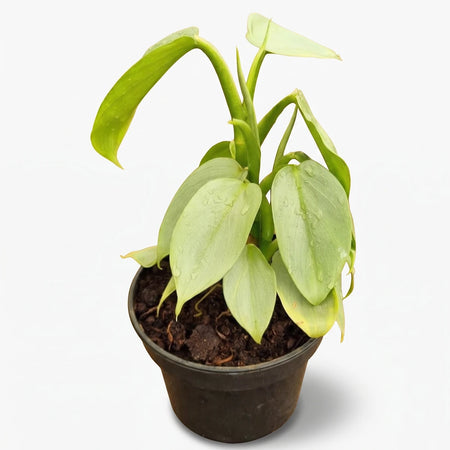 Philodendron Silver Sword plant in a black pot with vibrant green leaves and water droplets, seen from above.