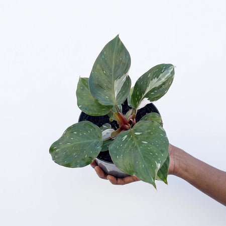 A hand holds a Philodendron White Knight plant with distinctive green and white variegated leaves in a dark pot.