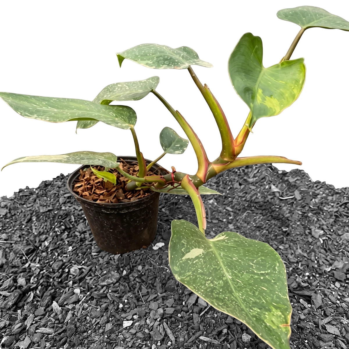 Potted Philodendron White Princess plant with variegated green and white leaves, ready for transplanting.