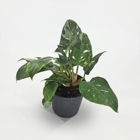Philodendron White Princess plant with variegated green and white leaves in a black pot, displayed from an elevated