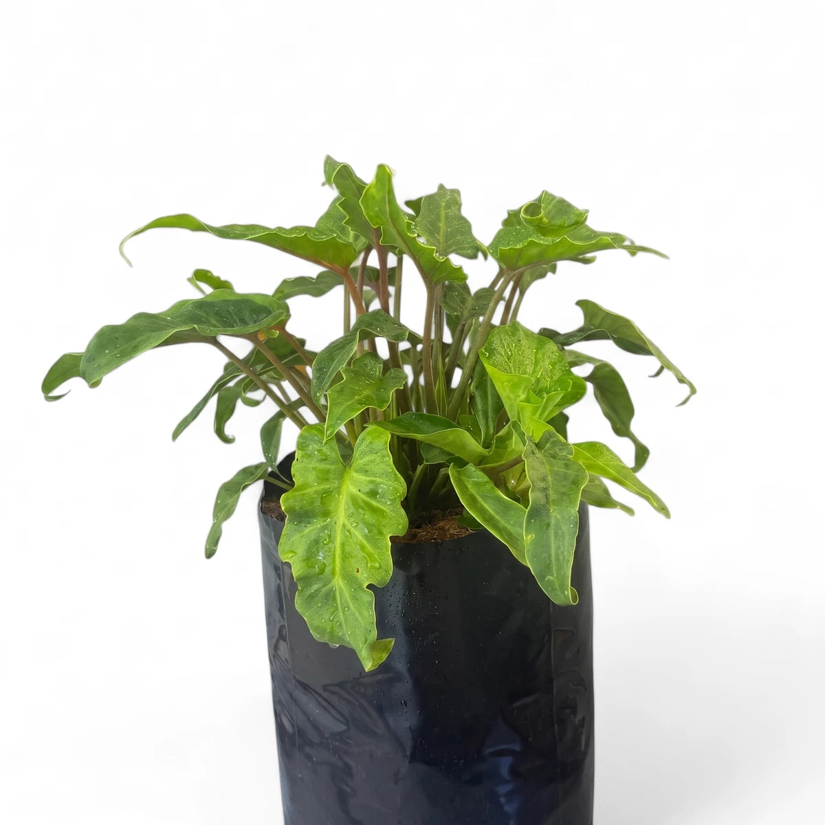 Philodendron Xanadu plant with dark green, deeply lobed leaves, shown in a black plastic grow bag.