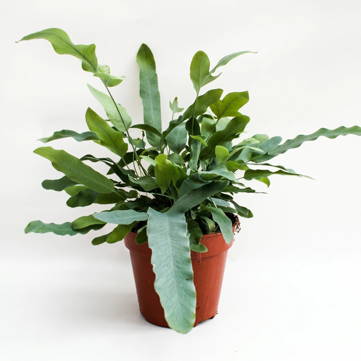 A Phlebodium Blue Star Fern in a brown pot, showcasing its unique blue-green, wavy leaves.