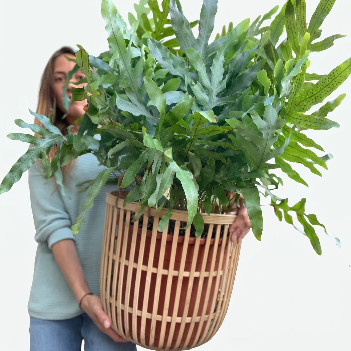 A person holding a large Phlebodium Blue Star fern in a light wood slatted pot cover, showcasing the blue-green foliage.