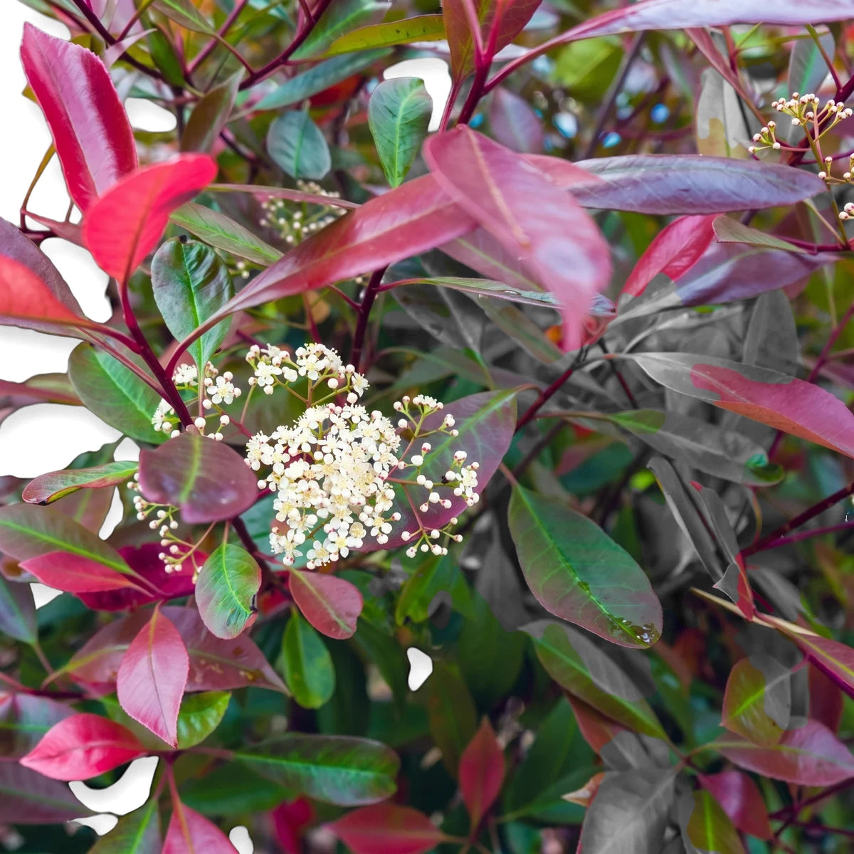 Close-up of a vibrant Photinia Red Robin shrub with glossy red and green leaves and delicate white flower clusters.