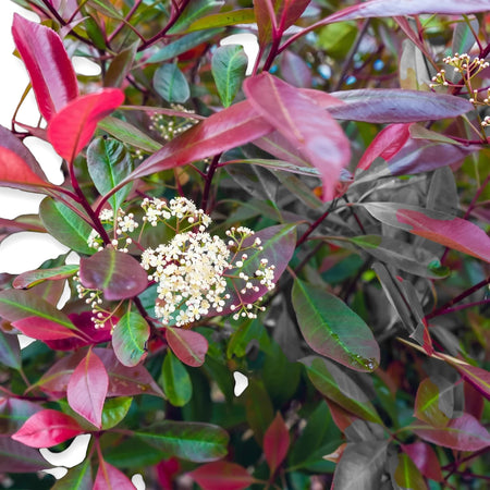 Close-up of a vibrant Photinia Red Robin shrub with glossy red and green leaves and delicate white flower clusters.