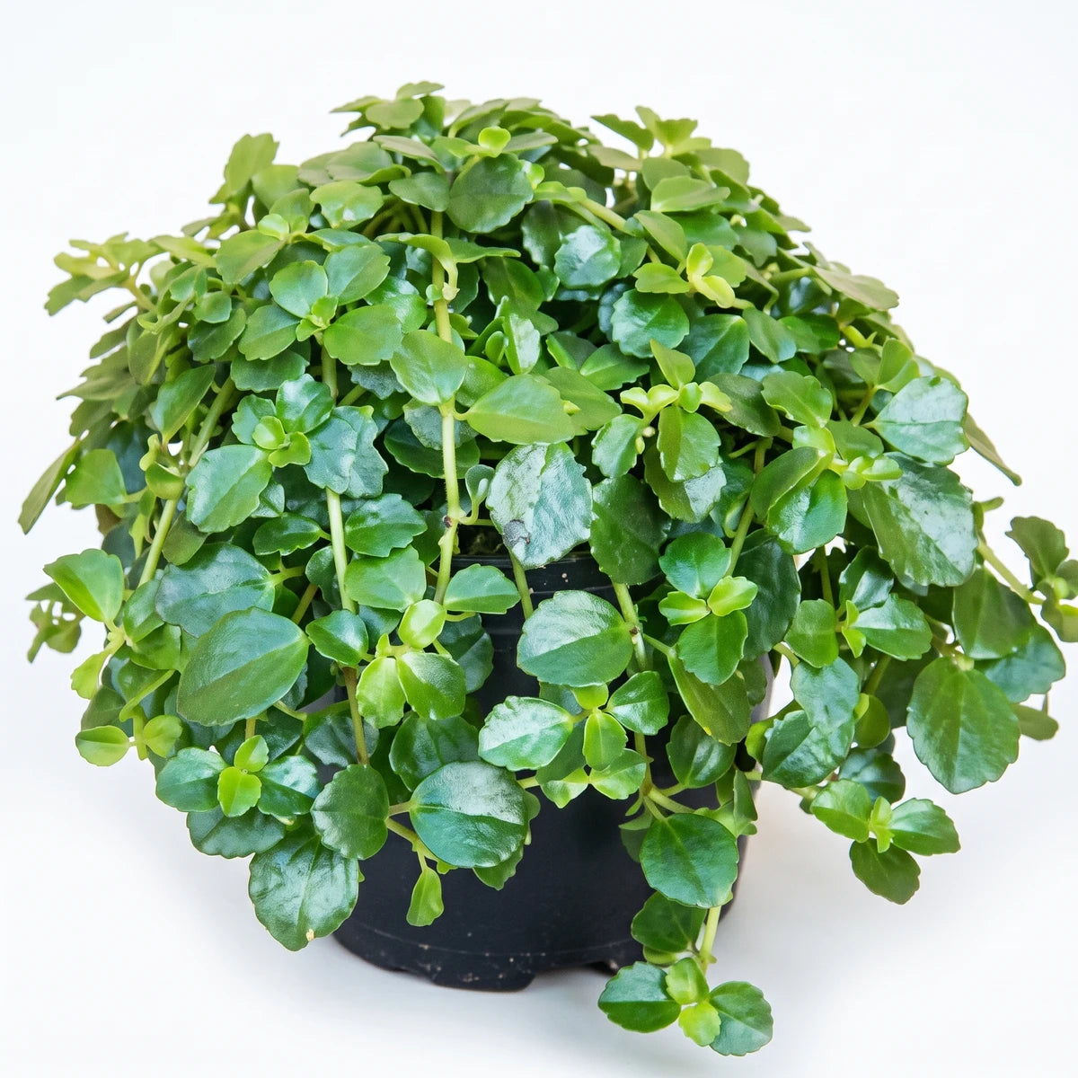 Vibrant Pilea Depressa houseplant with small, round green leaves in a black pot, shot from the front.