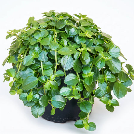 Vibrant Pilea Depressa houseplant with small, round green leaves in a black pot, shot from the front.