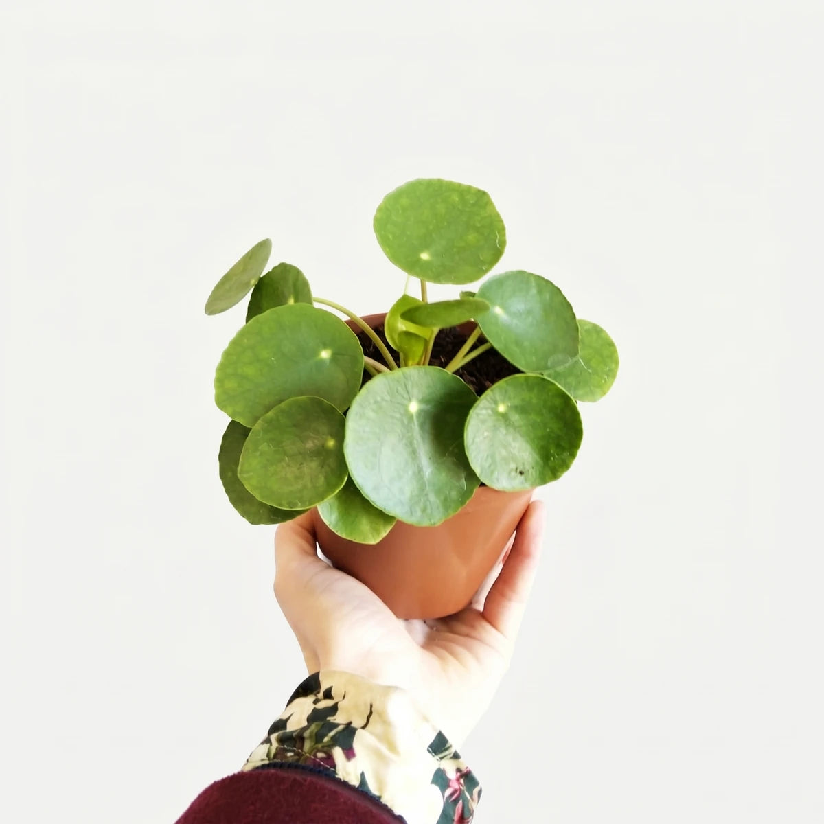 A hand holds a vibrant green Pilea Peperomioides Chinese Money Plant in a small brown pot against a white background,