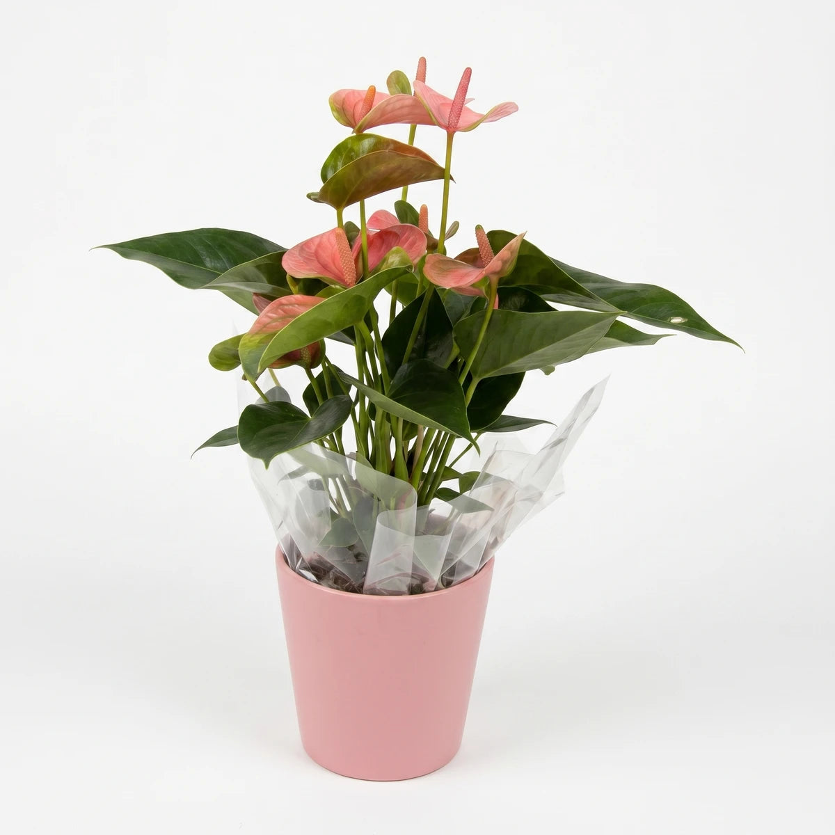 Pink Anthurium plant in a decorative pink pot with vibrant green leaves, wrapped in clear plastic, studio shot.