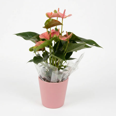 Pink Anthurium plant in a decorative pink pot with vibrant green leaves, wrapped in clear plastic, studio shot.