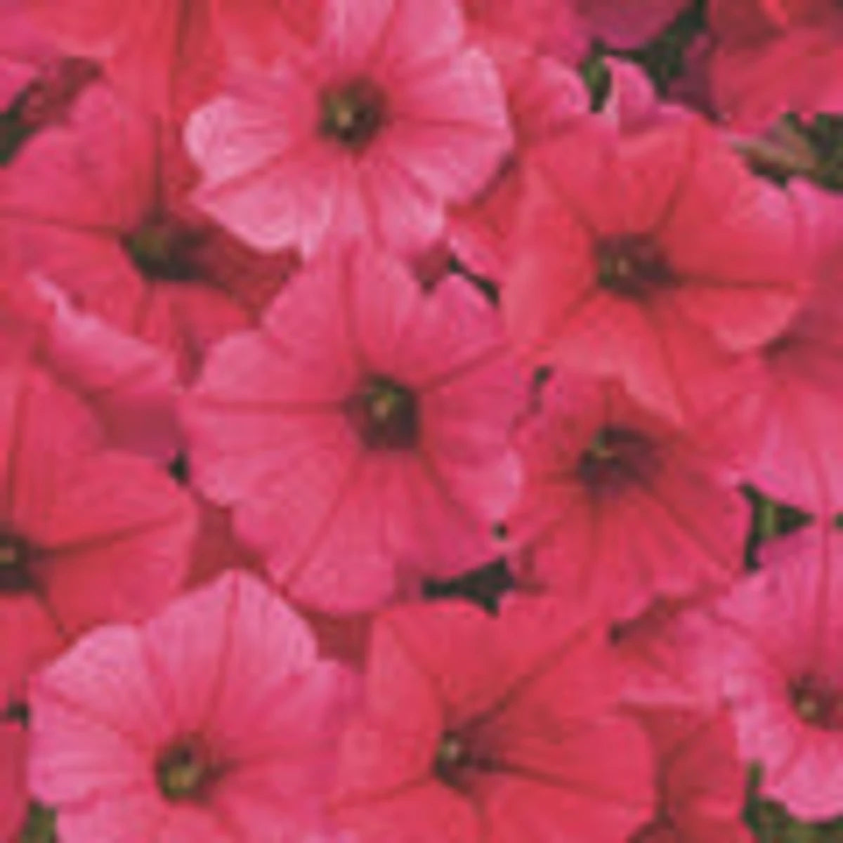 Vibrant pink Petunia Vista Paradise flowers, densely clustered, filling the frame for a close-up view.