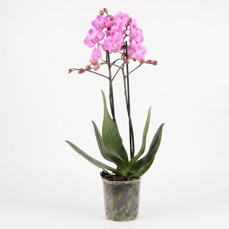 Pink Phalaenopsis orchid plant with two flower stems and green leaves in a clear pot, full shot on white.