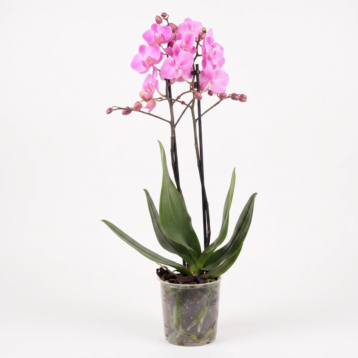 Vibrant pink phalaenopsis orchid plant in a clear plastic pot, featuring multiple blooms and green leaves.