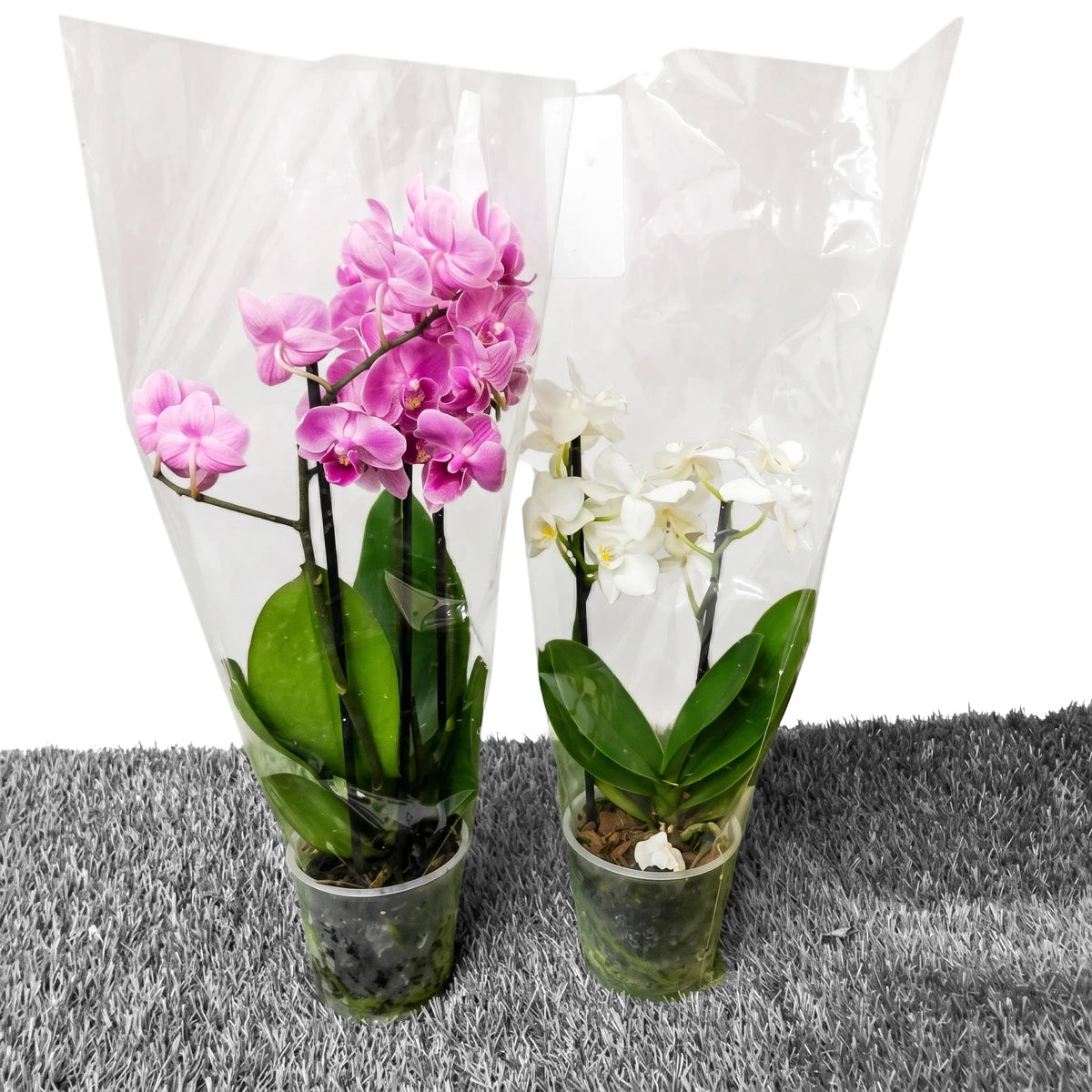 Two potted Phalaenopsis orchids, one vibrant pink and one delicate white, in clear plastic pots, viewed from the front.