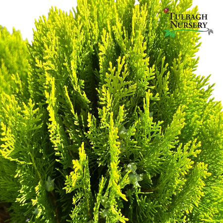 Dense Platycladus Aurea Nana Compacta plant (16.5cm) with vibrant chartreuse-green foliage, seen in a close-up shot.