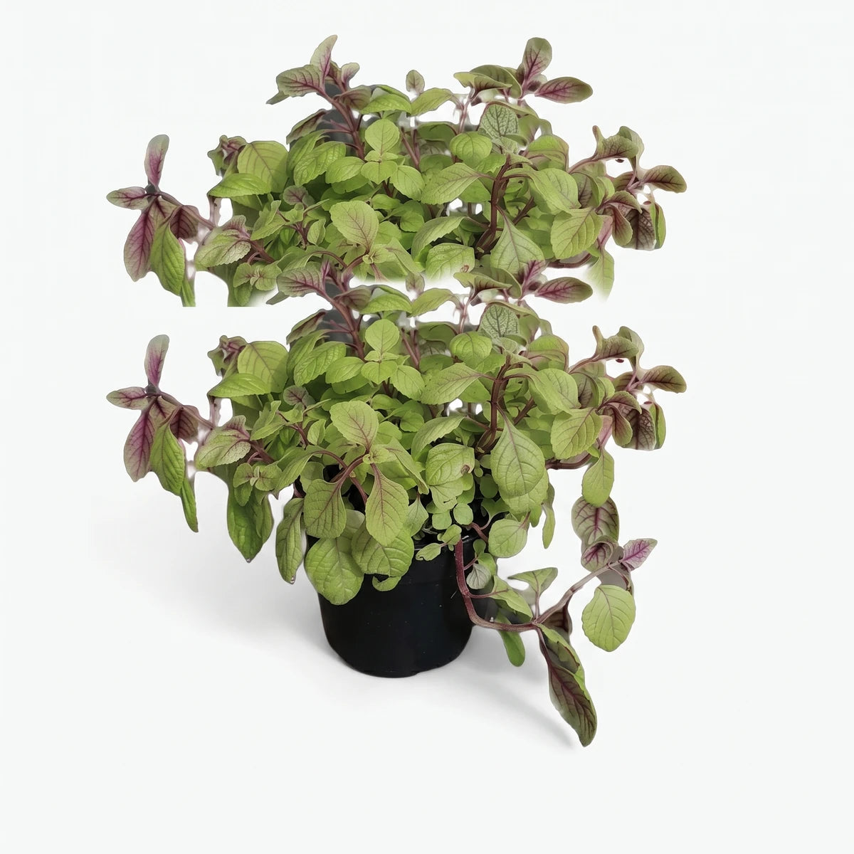 Plectranthus Baurii Gold houseplant with vibrant green and reddish-purple leaves in a black pot, ready for indoor display.