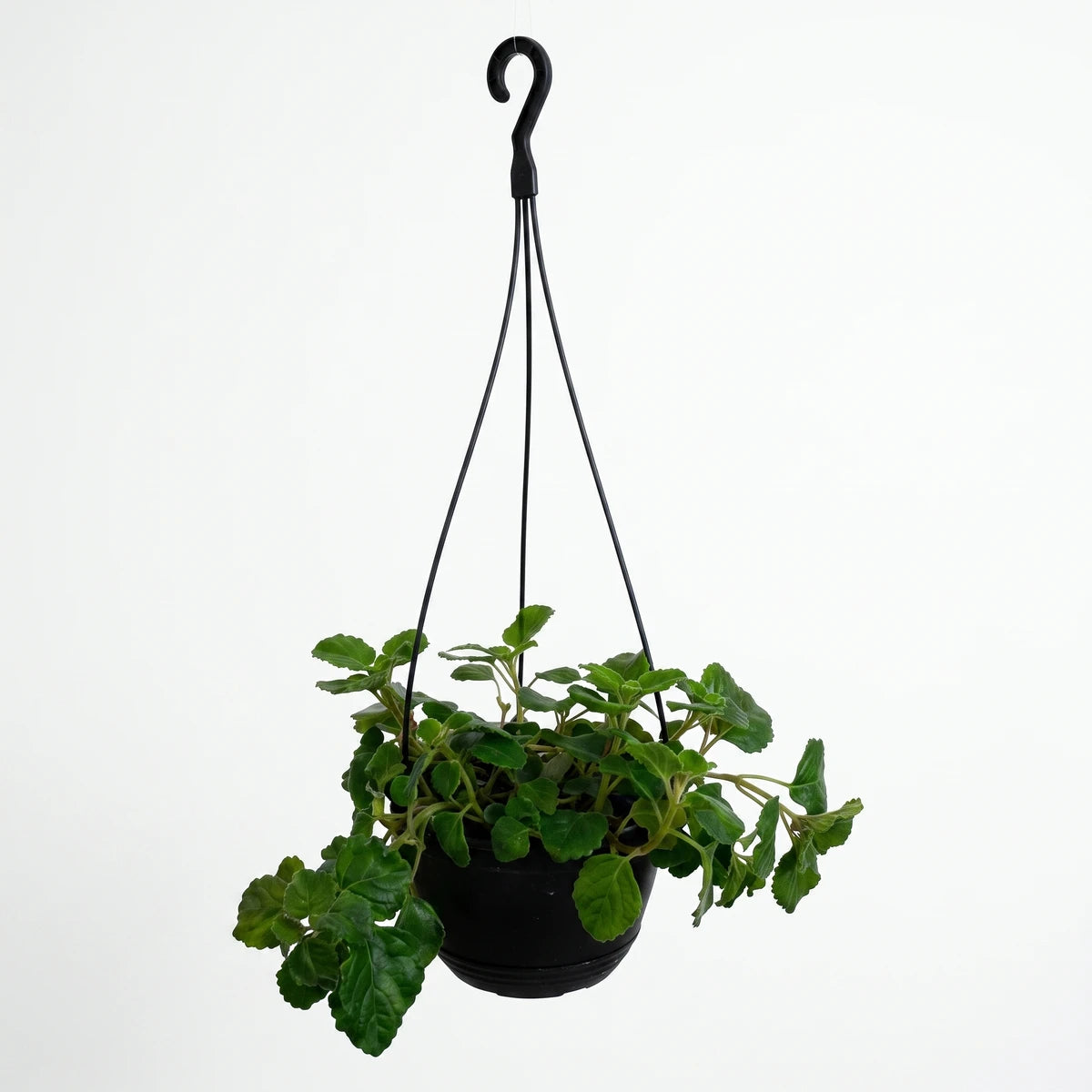A Plectranthus Baurii houseplant with vibrant green foliage is displayed in a black hanging basket, suspended from a hook.