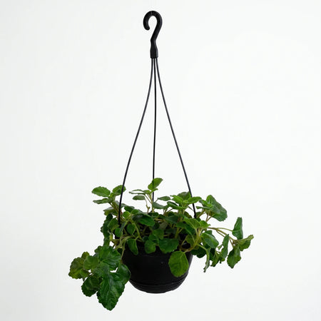 A Plectranthus Baurii houseplant with vibrant green foliage is displayed in a black hanging basket, suspended from a hook.